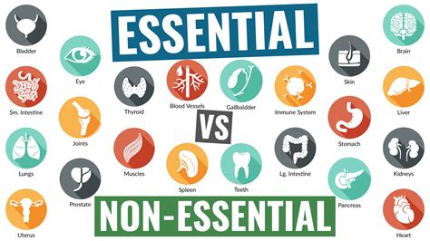 004 Essential Vs Non Essential Dr Kelly Shockley