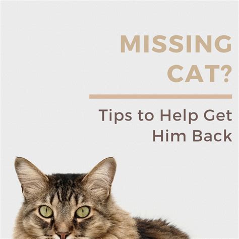 10 Helpful Tips For How To Find A Lost Or Missing Cat Pethelpful