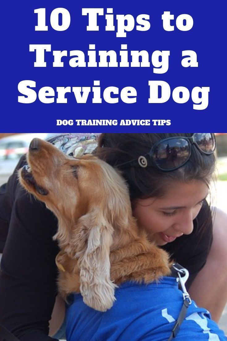 10 Tips To Training A Service Dog Dog Training Advice Tips Dog