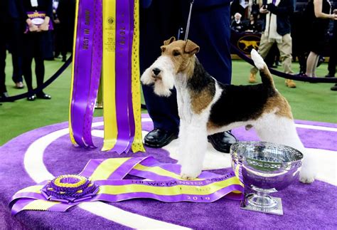 2019 Westminster Dog Show A Closer Look