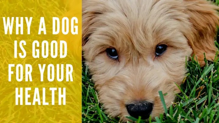 3 Reasons Why A Dog Is Good For Your Health Collab Dog Training Service Dog Training Resources