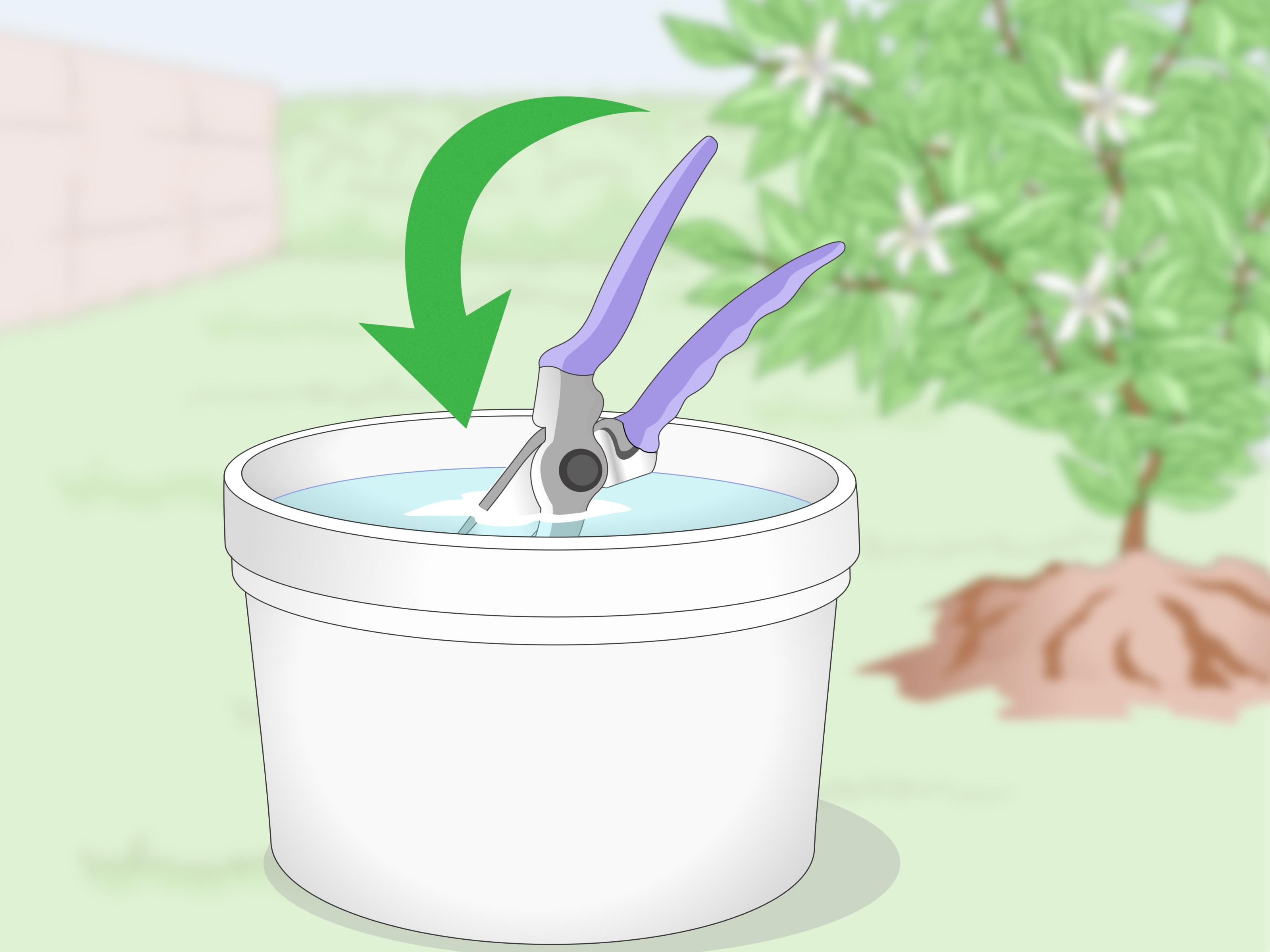 3 Ways To Disinfect Gardening Tools Wikihow