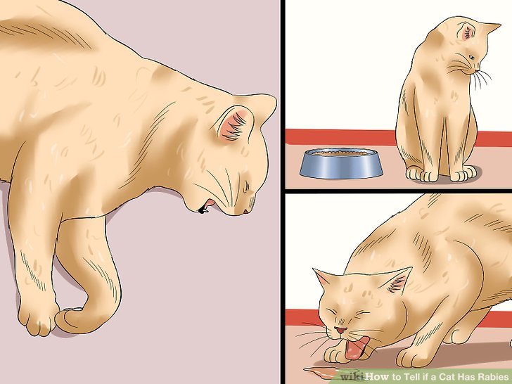 3 Ways To Tell If A Cat Has Rabies Wikihow