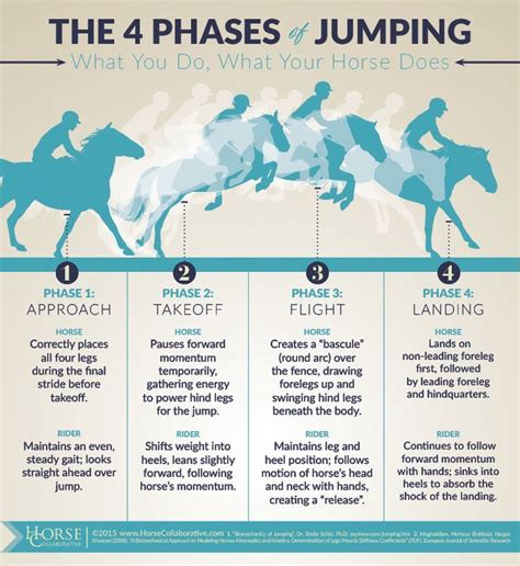 4 Jumping Phases Horsecollaborative Horse Riding Tips Horse