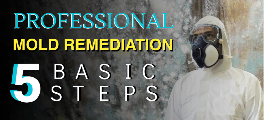 5 Basic Steps For Professional Mold Remediation Infographic Service