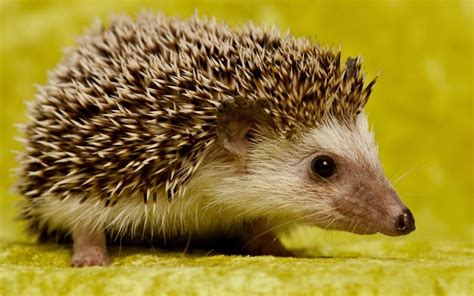 5 Fair Reasons To Get A Hedgehog Pet