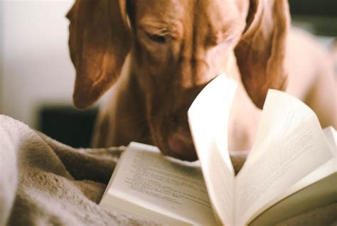 5 Inspiring Dog Books The Benefits Of Reading To Dogs