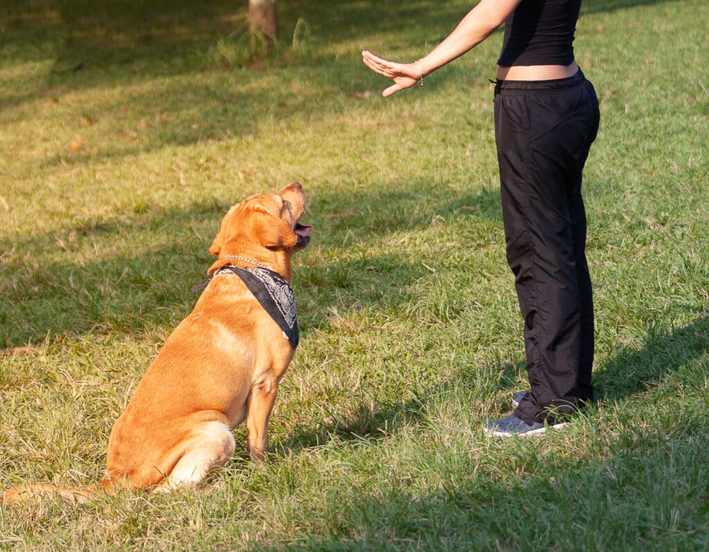 5 Simple Dog Commands Every Pet Owner Should Teach Essential Training