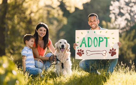 5 Steps To Guide You Through Dog Adoption Process Pets Thecountyoffice