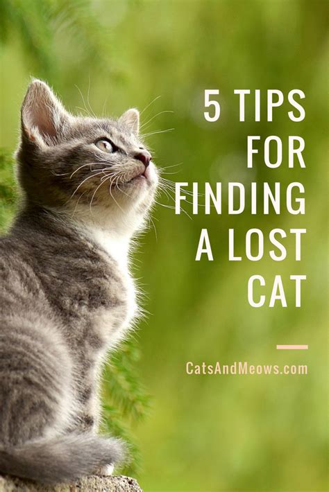 5 Tips For Finding A Lost Cat Cats And Meows