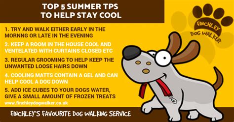 5 Tips To Keep A Dog Cool This Summer Finchley Dog Walker