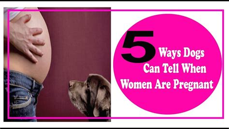 5 Ways Dogs Can Tell When Women Are Pregnant