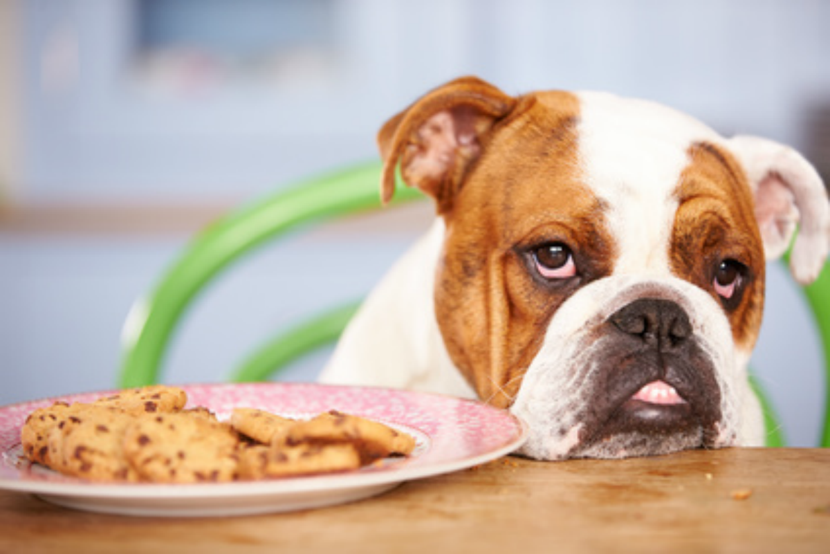 5 Ways Dogs Help You Lose Weight Eat Lose Gain