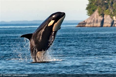 5 Ways Orcas Travel Travel Guides Tips