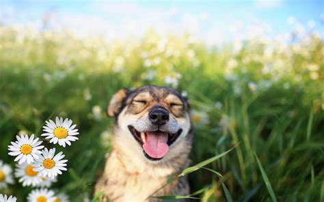 5 Ways To Prepare Your Dog For The Spring Season