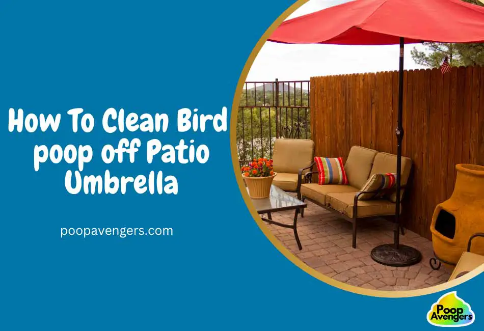 6 Easy Ways Clean Bird Poop Off Patio Umbrella Cleaning Poop Stains Like A G O A T