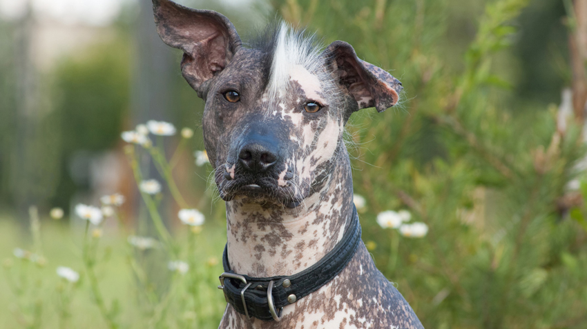 6 Iconic Mexican Dog Breeds Explore Mexico S Furry Legacy