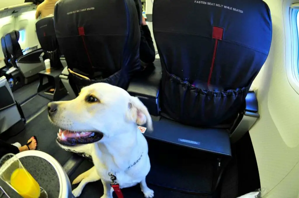 6 Things To Know Flying With A Large Dog In Cabin Dogtravelbuff