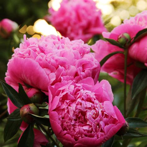 7 Expert Approved Tips To Keep Peonies Blooming For Longer And Extend