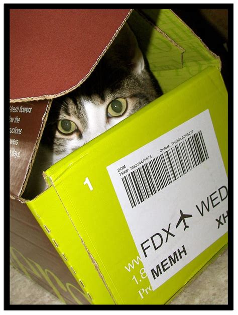 7 Ways To Fedex A Cat