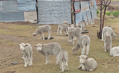 A Basic Checklist To Keep Sheep Healthy And Productive Agriculture