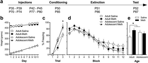 A Experiment 1 Timeline B Weight Gain During Meth Exposure Baseline