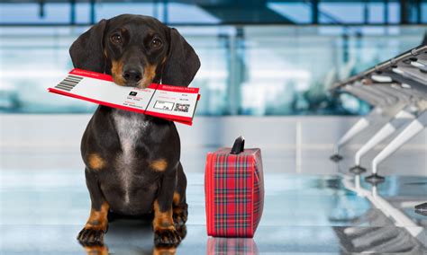 A Guide To International Pet Travel Paperwork Going Places