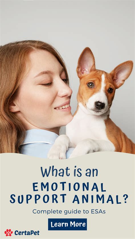 A Guide To Traveling With An Emotional Support Animal Your House Pet