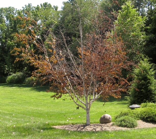 A Stroll Through The Garden The Bane Of The Bronze Birch Tree Borer