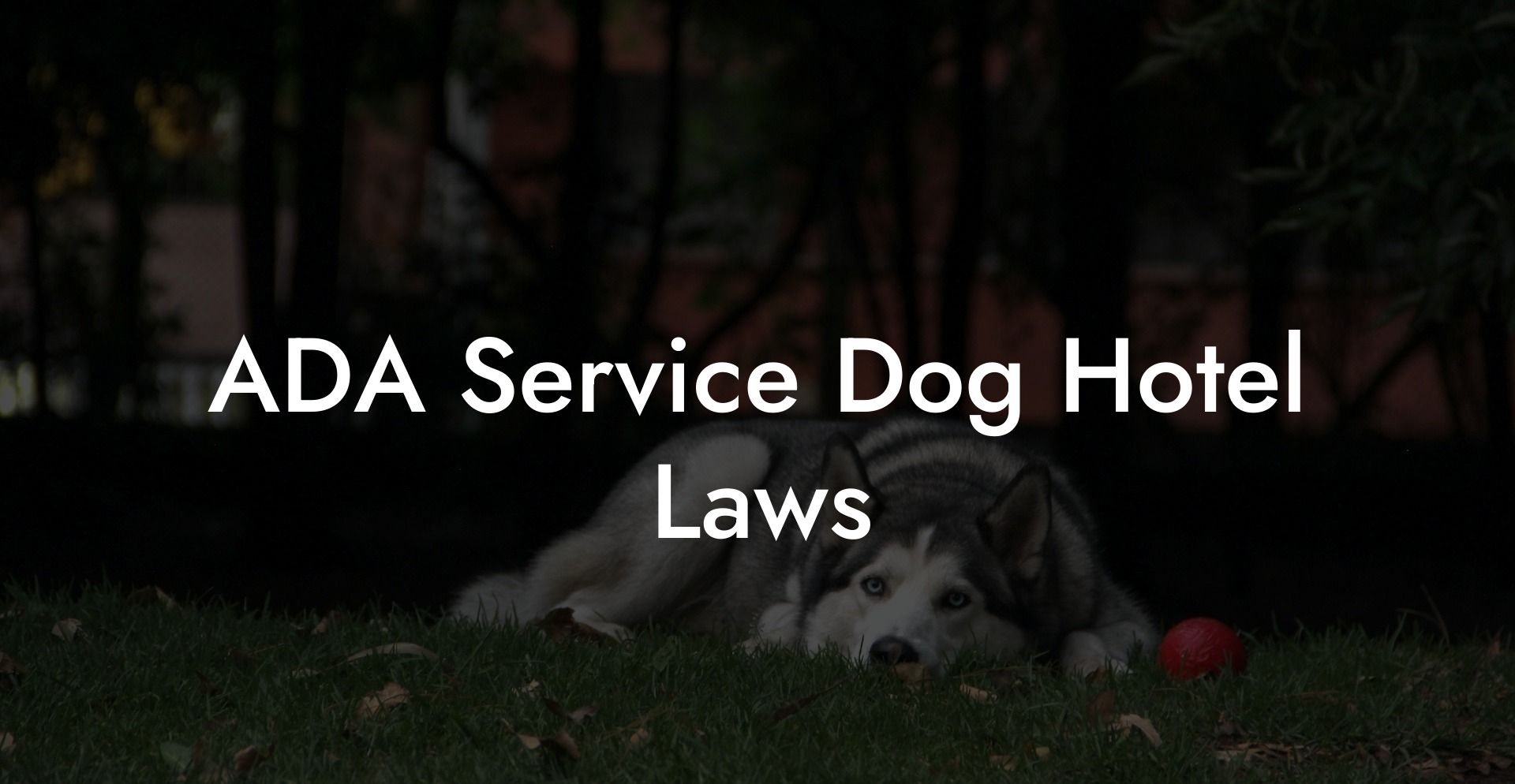 Ada Service Dog Laws