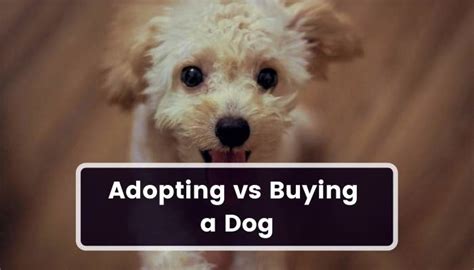 Adopting Vs Buying A Dog All You Need To Know Dogfate Com