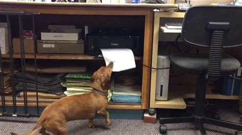 Adorable Dog Helps With Paperwork At The Office Youtube