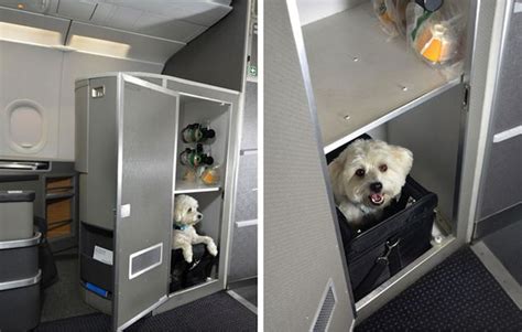 Airlines That Take Pets In Cabin Pets Retro