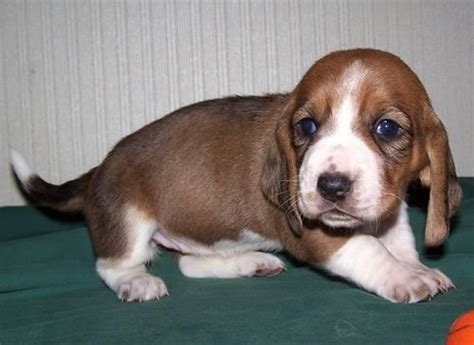 Akc Basset Hound Puppies Woebgon Bassets