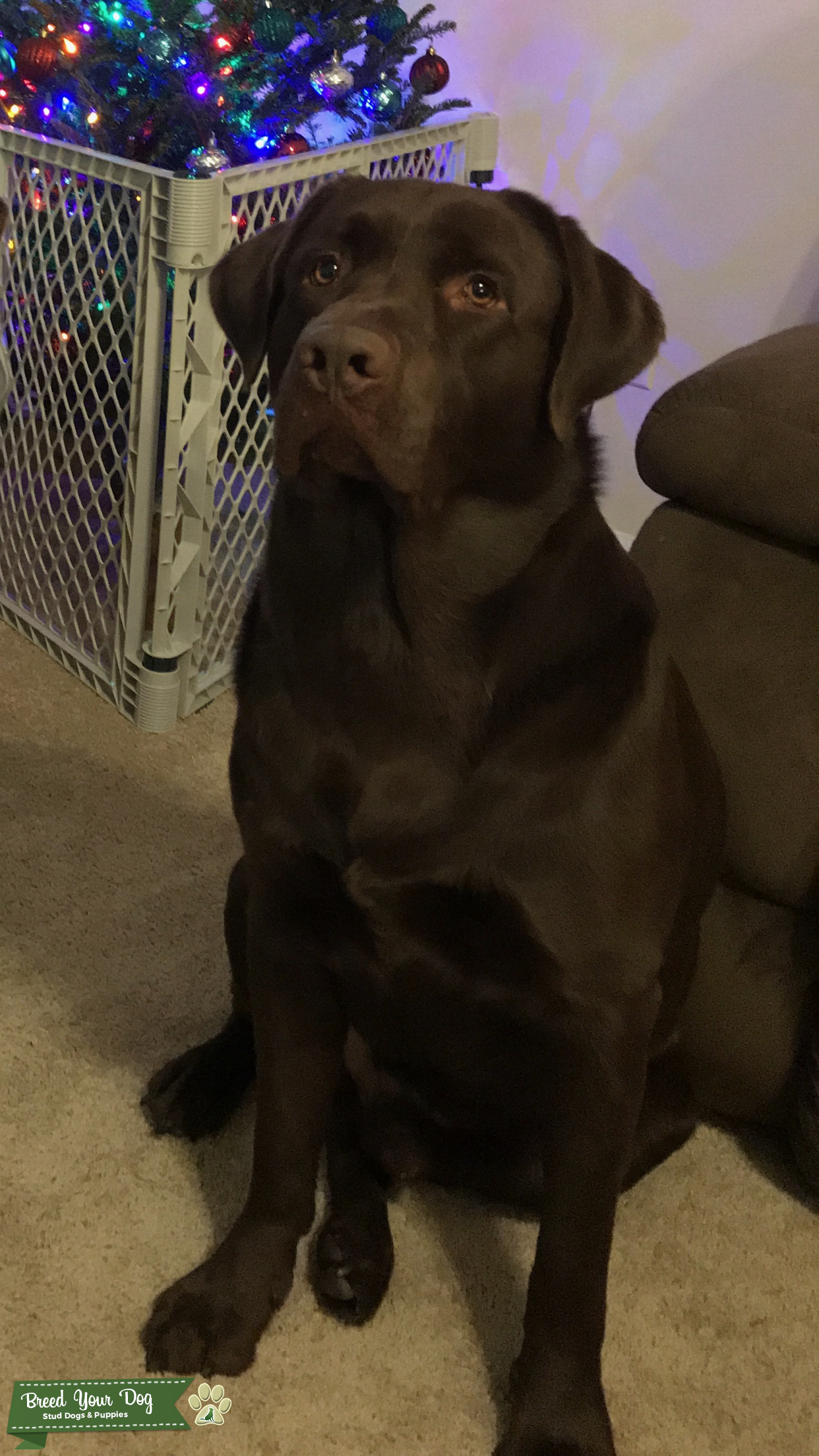 Akc Chocolate Lab Retriever Stud Stud Dog In Nc The United States Breed Your Dog