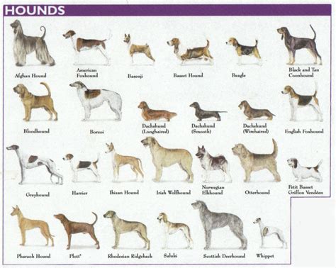 Akc Dog Breed Groups Understanding Breed Groups At Akc Shows Dog Breeds Chart Dog Breeds