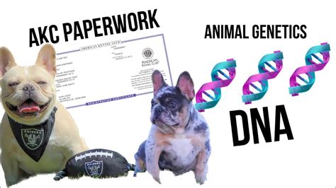 Akc Paperwork How To Dna Test Free Giveaway Youtube