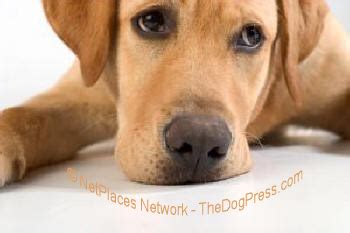 Akc Registers Un Registered Dogs Breeders Betrayed Thedogpress