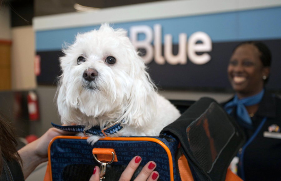 Allegiant Airlines Emotional Support Animal Policy Esa Doctors