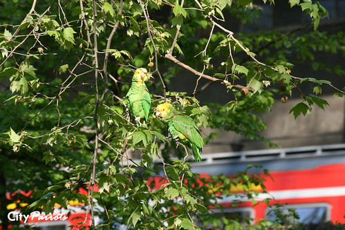 Amazon Hybrid City Parrots Advocates Responsible Synurbani Flickr