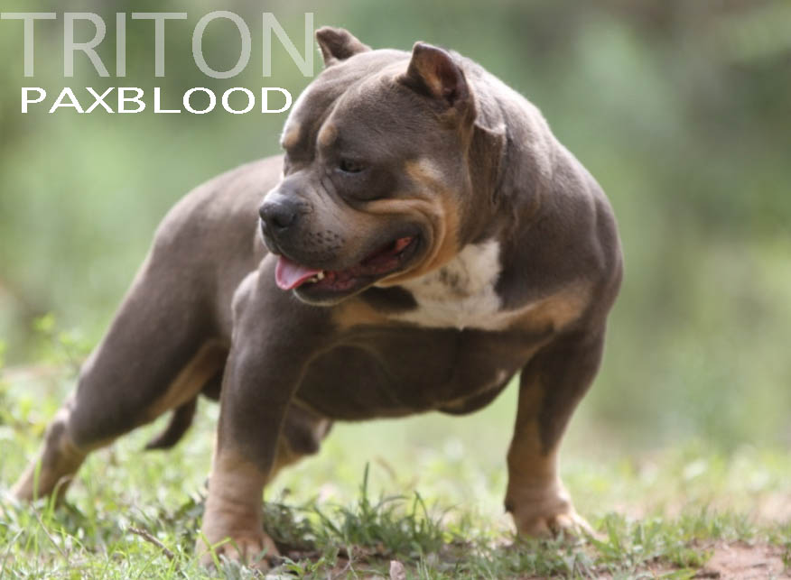 American Bully Abkc Ibkc Petclube Exotic Bully Pocket Bully Extreme