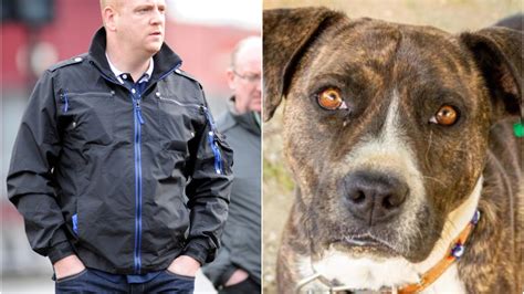 Amp 39 Walking Skeleton Amp 39 Sepsis Dog Dies As Scots Owner Banned From Keeping Dogs For Four Years