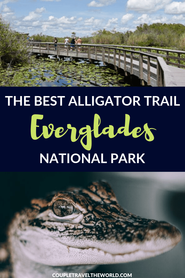 Anhinga Trail Everglades Alligator Spotting Tips Florida