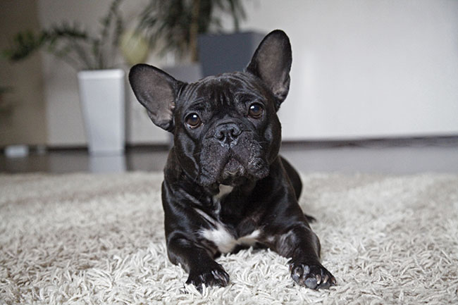 Are French Bulldogs Good For Apartment Units