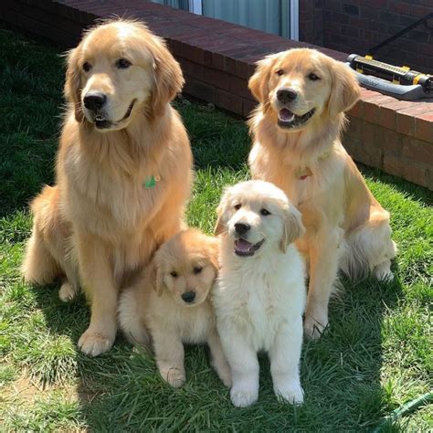 Are Golden Retrievers Good Service Dogs