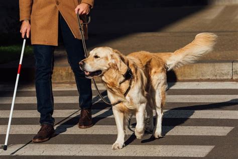 Are Guide Dogs Allowed Anywhere Unraveling The Access Rights For