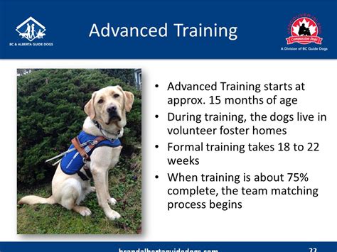 At What Age Do Guide Dogs Start Training