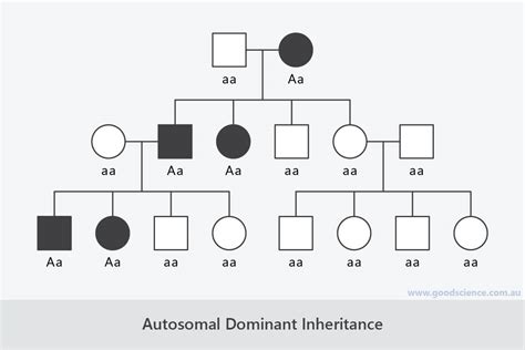 Autosomal Pedigree Chart