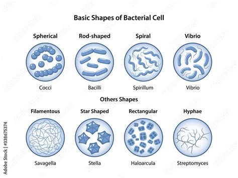 Bacteria And Its Shapes