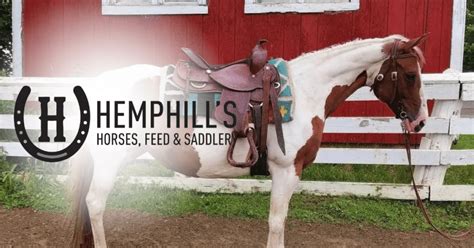 Basics Of Horse Ownership Hemphill S Hfs 207